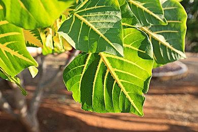 《哥特王朝：重制版》新视频 展示游戏场景和画面效果